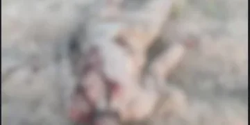 Military Sustains Pressure on Fleeing Insurgents in Borno